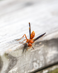 Red wasp on a hand rail!