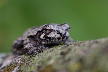 Tree Frog On Branch