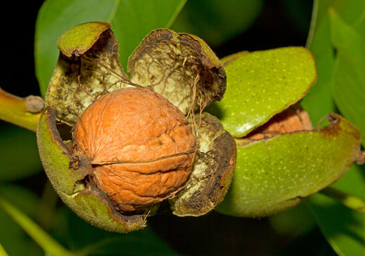 Ripe nuts of a Walnut tree, nuts, husks and leaves