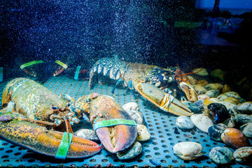 Colorful crawfish for sale, sea crustaceans inside aquarium in a restaurant