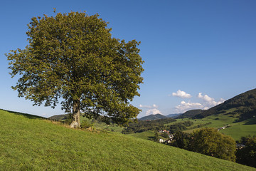 Sorbus torminalis Elsbeere