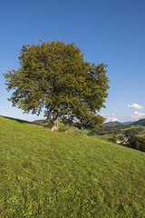 Sorbus torminalis Elsbeere