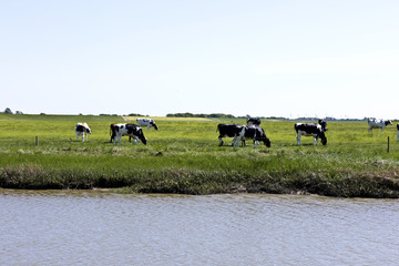 Salzwiese