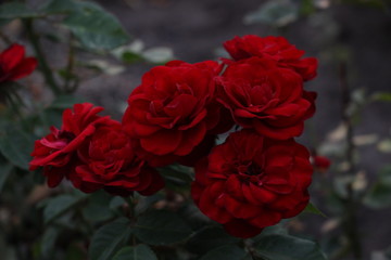 red rose