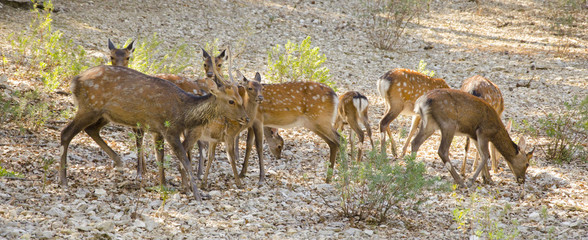 Obraz premium Family of deers in the nature in a park neer Montpellier