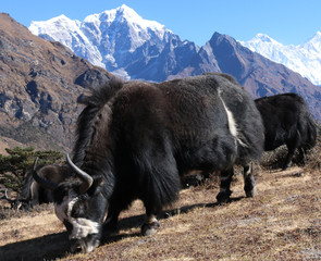 Domestic yak (Bos grunniens) grazing in early autumn. Domestic animal yak in the lake in the mountains in Nepal.	