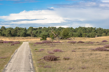 Obraz premium view to a sand dune in the beautiful natural reserve ´de hoge veluwe´ in the netherlands. Bicycle way leading through the scenery with blooming heathland, forests and dunes.