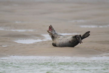 Phoque et veau-marin © Patrick J.