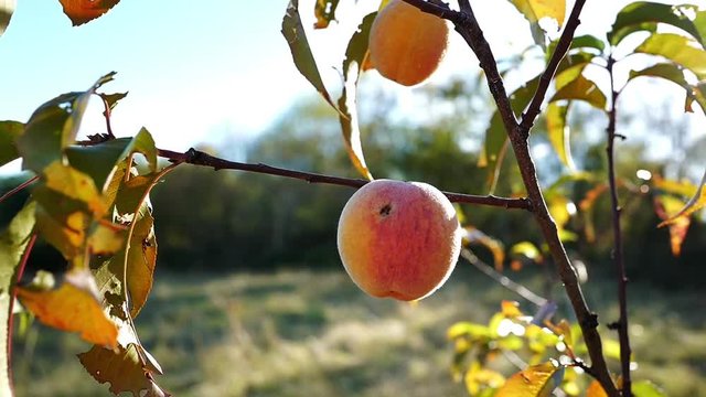 coup de vent sur un abricotier