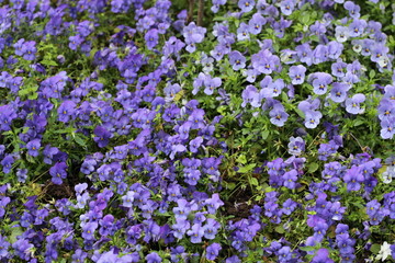 Obraz premium purple pansies