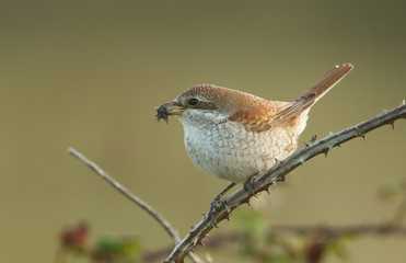 A stunning Red-backed shrike (Lanius collurio) with a Devils Coach horse Beetle (Ocypus olens) in its beak which it is about to eat.