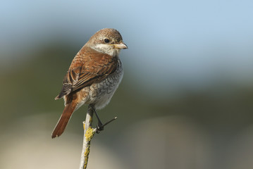 A stunning Red-backed shrike (Lanius collurio) perched high on a branch.