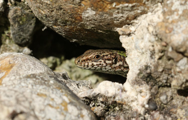 A beautiful Wall Lizard (Podarcis muralis) warming up in the sun on a wall.