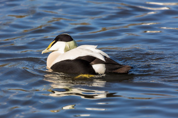 Close up of eider duck and reflection on lake