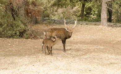 Naklejka na ściany i meble Family of deers in the nature in a park neer Montpellier
