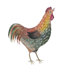 Cute watercolor farm animal on the isolated white background.