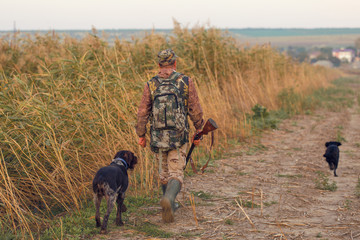 Silhouette of a hunter with a gun in the reeds against the sun, an ambush for ducks with dogs
