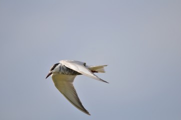 Obraz premium Guifette moustac (Chlidonias hybrida)