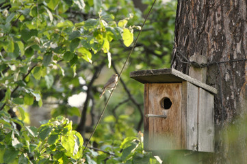 bird house with a bird in the background by jziprian