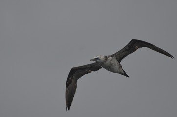 Fou de Bassan (Morus bassanus)