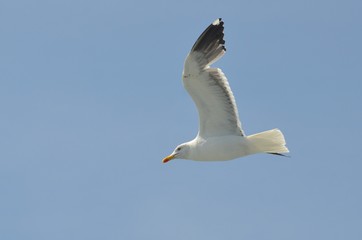 Fototapeta premium Goéland argenté (Larus argentatus)