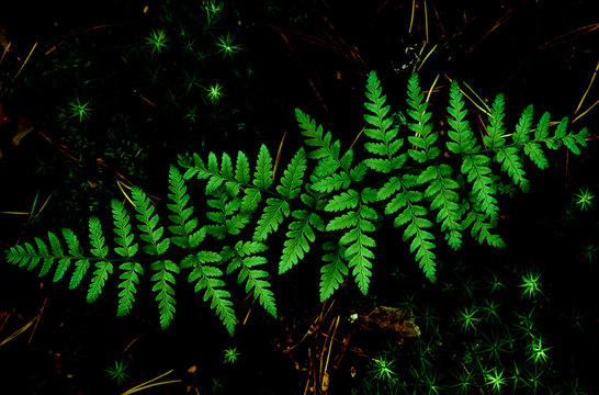 Fern leaves top view.Magic, fairy forest.