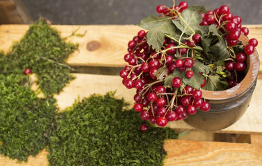 Viburnum and moss in the box.