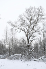 Winter landscape snow covered expanses. A park in the winter in 