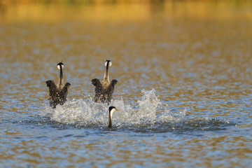Western grebe (Aechmophorus occidentalis) Lake County, California, USA