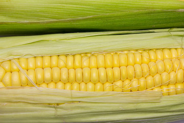 Mazorca de maíz dulce fresco
