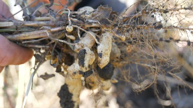 Man holds in his hands freshly excavated plants with peanut fruits. Peanuts in the ground and on the stems close up view