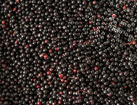 Closeup shot of Sambucus Nigra or elderberry berries harvested during summer.
