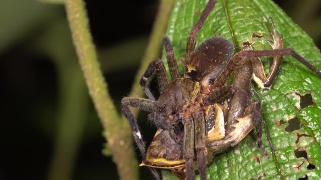 A large wandering spider (family Ctenidae) feeding on a Spix's Horned Treefrog (Hemiphractus scutatus) in the rainforest at night in the Ecuadorian Amazon.