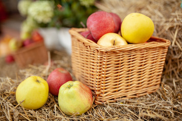 Fresh harvest of apples. Nature theme with red grapes and basket on straw background. Nature fruit concept.