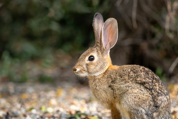Naklejka na ściany i meble Profile of wild rabbit outdoors.