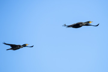 Double Crested Cormorant in flight