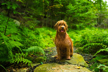 Fototapete bei efototapeten.de bestellen   