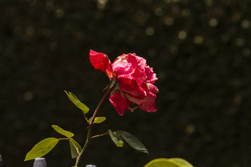 Flor de rosa no quintal