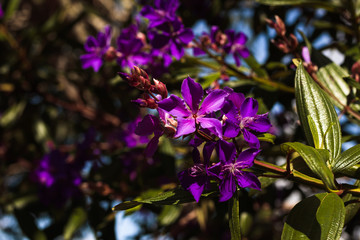 Fototapeta premium Flores roxas na primavera