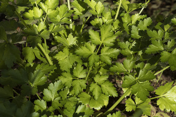 Folhas de salsinha em detalhe