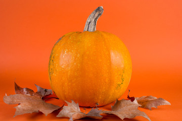 Big pumpkin and fall autumn dry leafs isolated on orange background in studio. Close up, selective focus