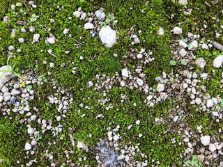 Background - soil, moss, stones on a forest road.