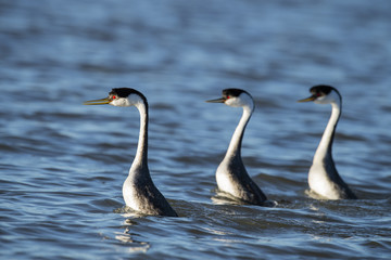 Western grebe (Aechmophorus occidentalis) Lake County, California, USA