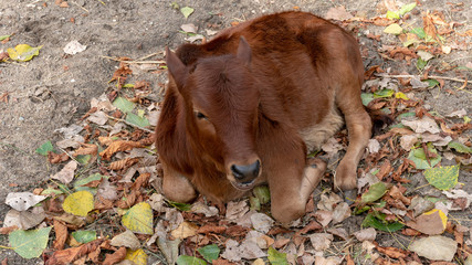 Cow © Mateusz
