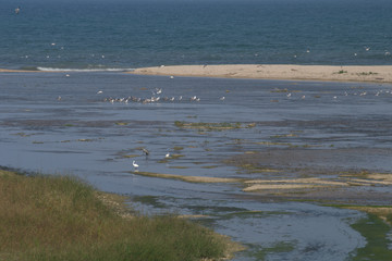 egret,river,water,birds,seascape,coast,summer,heron,natura,landscape,view