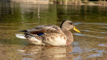 Kaczka siedząca na wodzie w parku © Mateusz