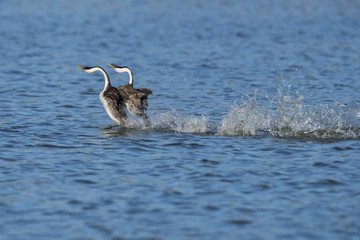 Western grebe (Aechmophorus occidentalis) Lake County, California, USA