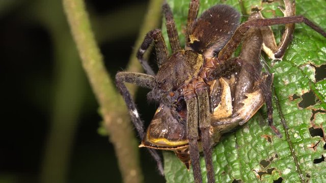 A large wandering spider (family Ctenidae) feeding on a Spix's Horned Treefrog (Hemiphractus scutatus) in the rainforest at night in the Ecuadorian Amazon.
