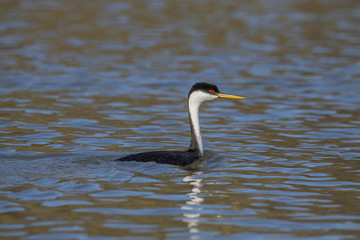 Western grebe (Aechmophorus occidentalis) Lake County, California, USA