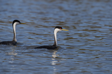 Western grebe (Aechmophorus occidentalis) Lake County, California, USA